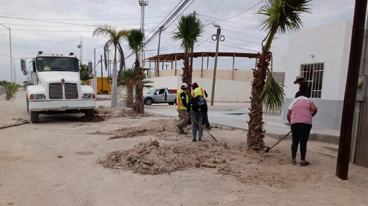 Reforestacion El Sargento